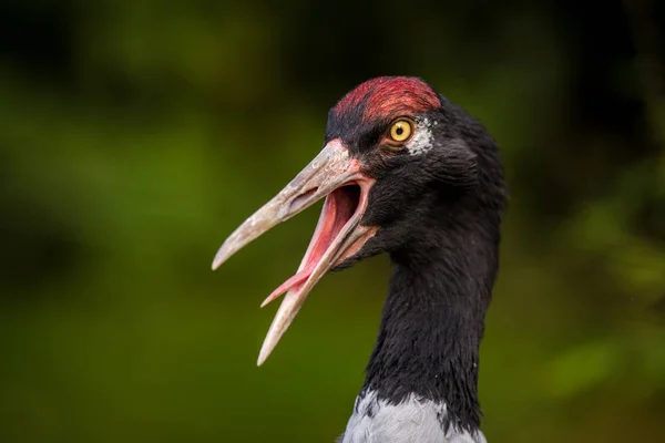 Żuraw Ptak Portret Przyrodzie — Zdjęcie stockowe