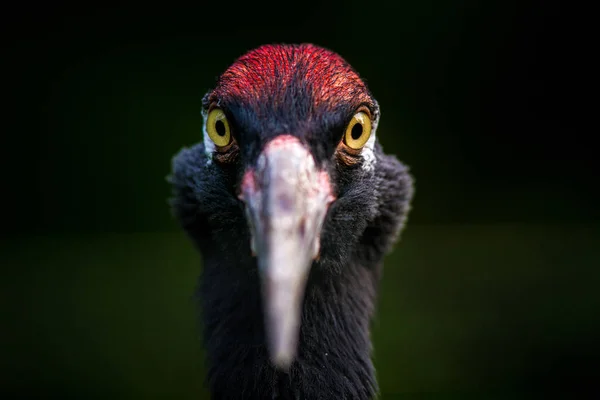 Doğada Vinç Kuş Portresi — Stok fotoğraf