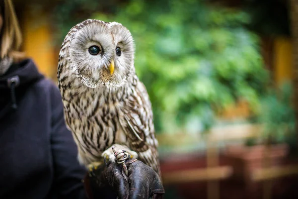 Tawny Búho Retrato Naturaleza — Foto de Stock