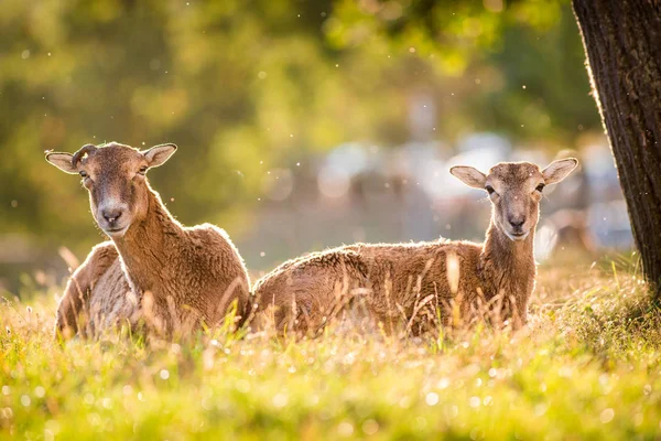 Mouflon Meadow — Stock Photo, Image