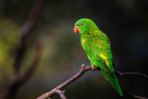 Lori Lorikeet Natureza — Fotografia de Stock