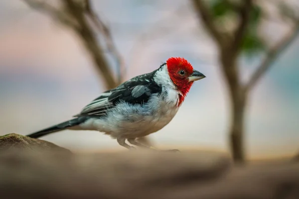 Cardinale Uccello Domenicano Nella Natura — Foto Stock