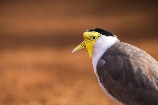 Australiska Lapwing Naturen — Stockfoto