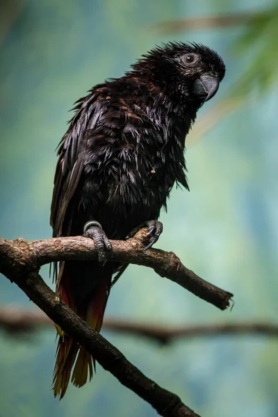 Lori Papagaio Preto Zoológico — Fotografia de Stock