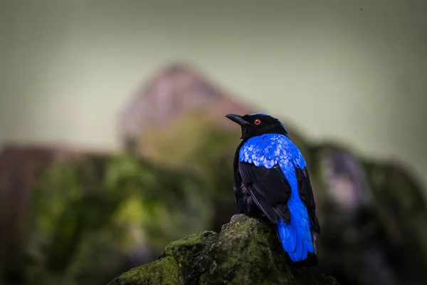 irena turquoise bird in the nature