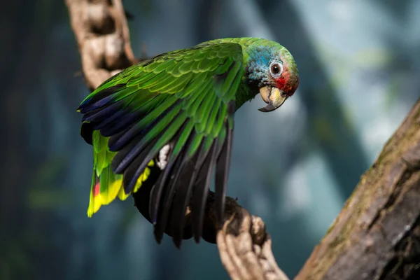 Yellow Headed Parrot Zoo — Stock Photo, Image