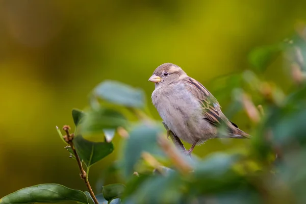 Eurasian Sparrow Alam — Stok Foto