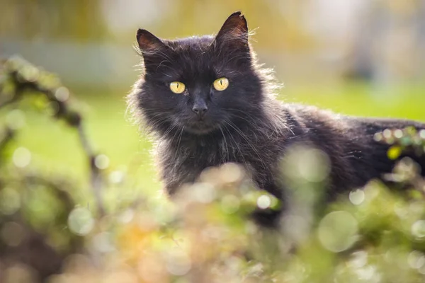 Schwarze Hauskatze Auf Gras — Stockfoto