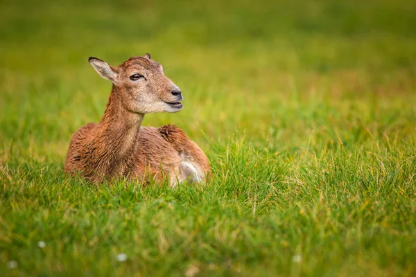 Mouflon Deer Grass — Stock Photo, Image