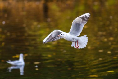 Siyah başlı martı uçuyor