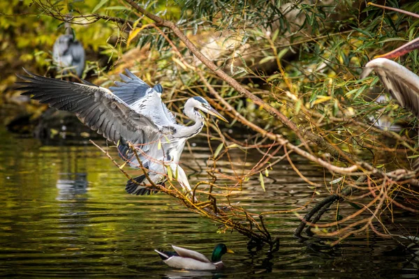 Airone Grigio Nei Colori Autunnali — Foto Stock