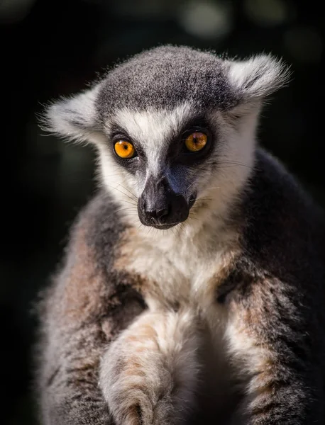 Lemur Catta Portret Natuur — Stockfoto
