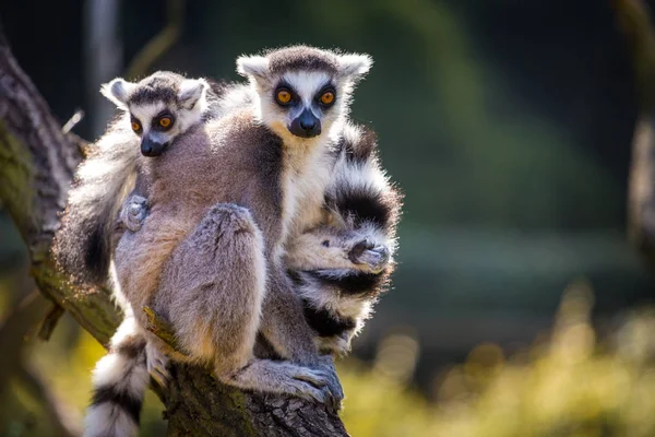 Lemur Catta Portrét Přírodě — Stock fotografie