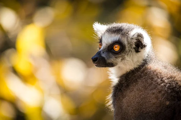 Lemur Catta Portret Przyrodzie — Zdjęcie stockowe