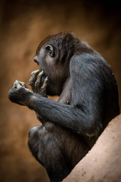 Portrait Gorilla Nature — ストック写真