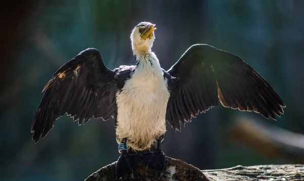 Cormorant Πορτρέτο Πουλιών Στη Φύση — Φωτογραφία Αρχείου