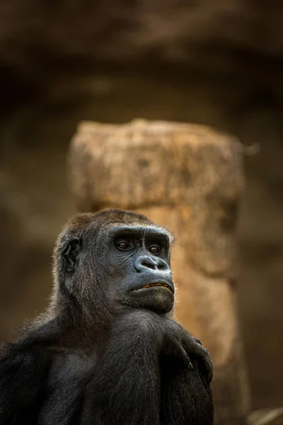 Porträtt Gorilla Naturen — Stockfoto