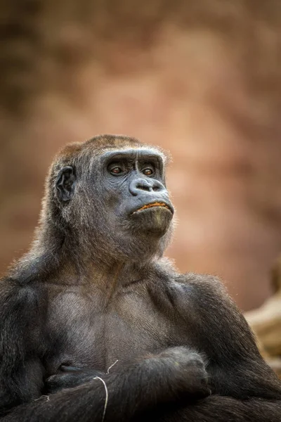 Gorilla Porträt Der Natur — Stockfoto