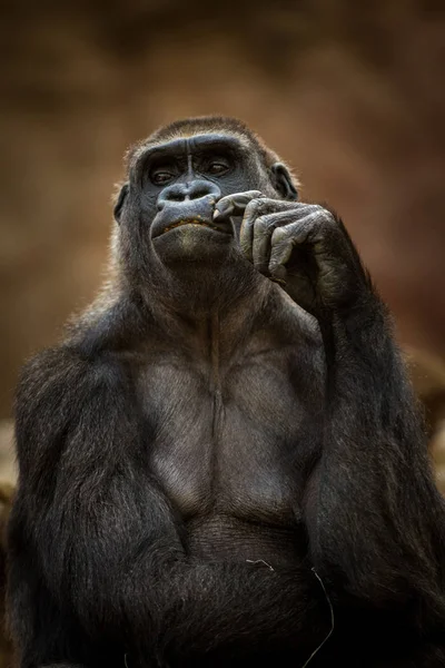 Portrait Gorilla Nature — Stock Photo, Image