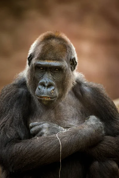 Gorilla Porträt Der Natur — Stockfoto