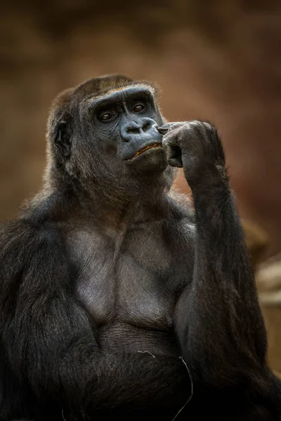 Portrait Gorille Dans Nature — Photo