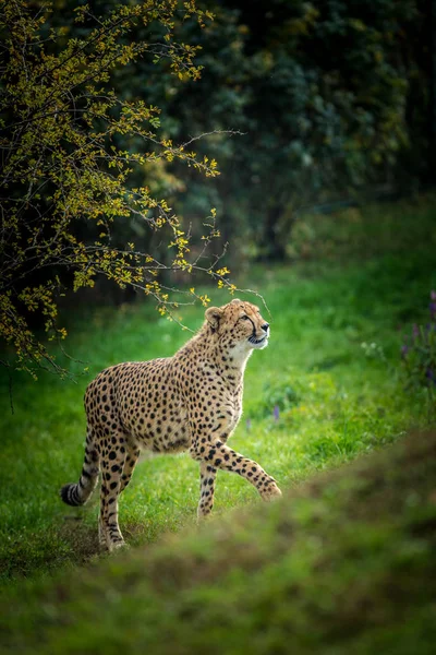 Cheetah Portret Herfst Park — Stockfoto