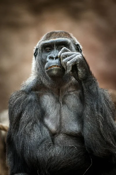 Gorilla Porträt Der Natur — Stockfoto