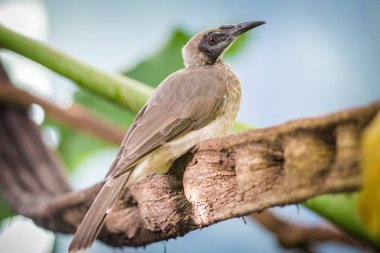 Entomyzon siyanotis portresi