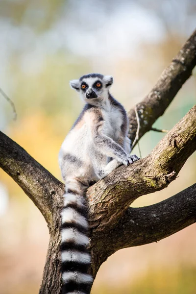 Lemur Catta Nın Doğadaki Portresi — Stok fotoğraf