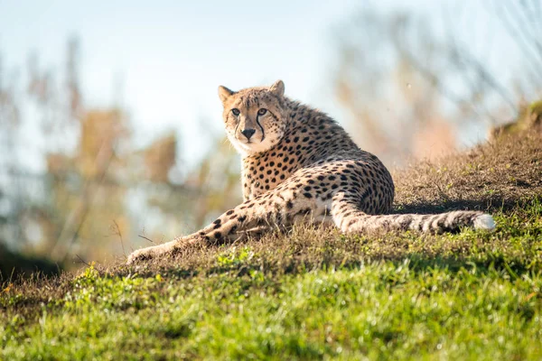 Cheetah Portret Natuur — Stockfoto