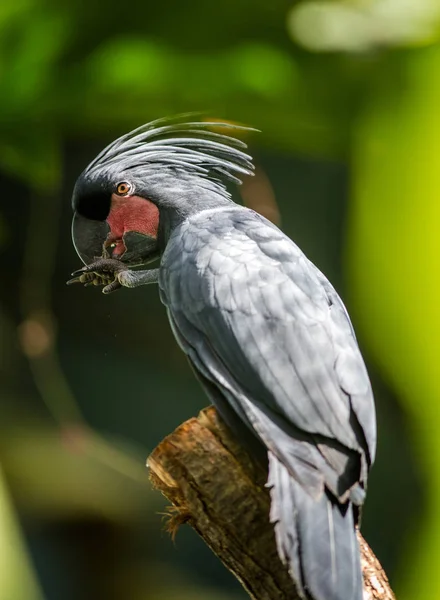 Palmenkakadu Porträt Der Natur — Stockfoto