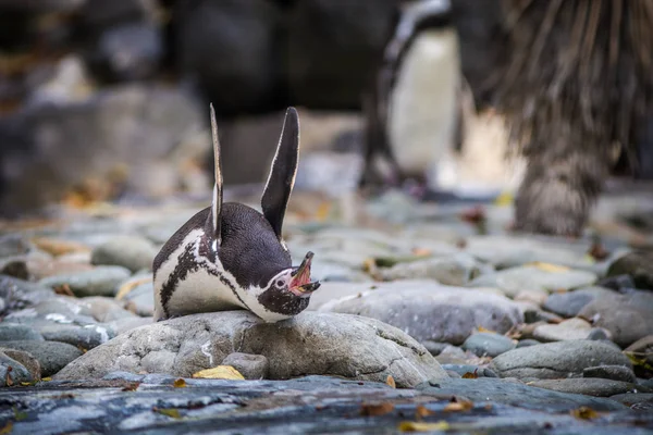 大自然中的洪堡企鹅 — 图库照片