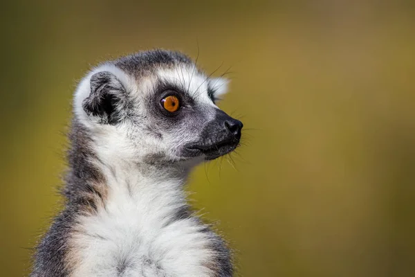 Lemur Catta Portrét Přírodě — Stock fotografie