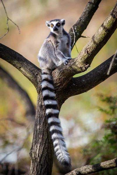 Lemur Catta Portrait Nature Royalty Free Stock Photos