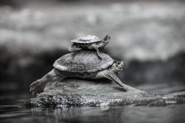 Genç kaplumbağa yaşlı kaplumbağa üzerinde