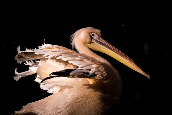 Pelikan Porträt Der Natur — Stockfoto