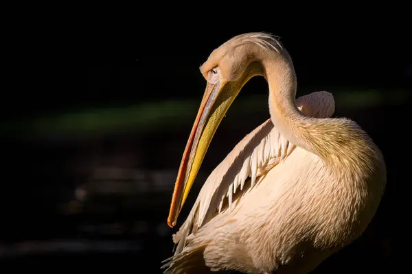 Pelikan Porträtt Naturen — Stockfoto