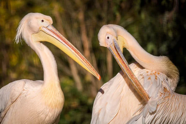 Pelikan Porträt Der Natur — Stockfoto