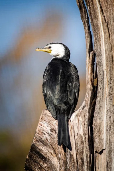 Portrait Cormoran Noir Blanc — Photo