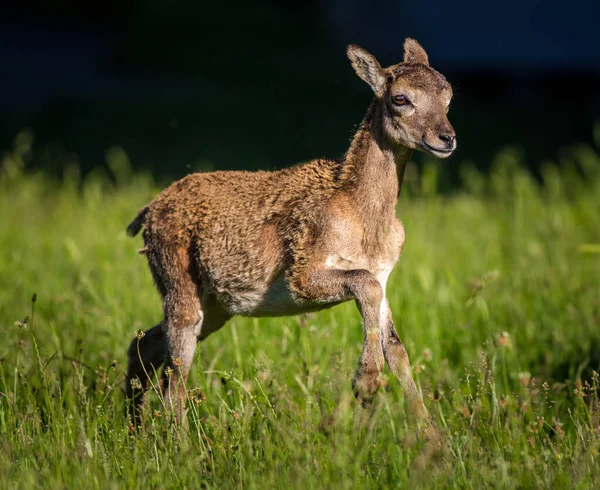 Young Mouflons Nature Park — Stock Photo, Image