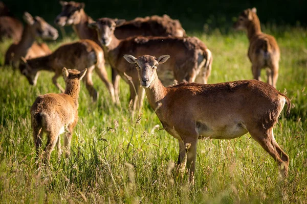 自然公園内のグループミューオンは — ストック写真