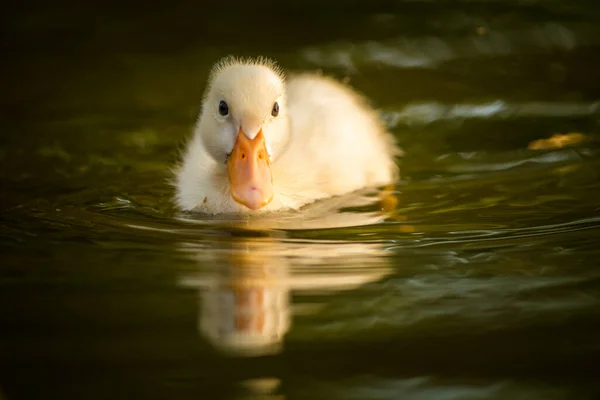 Young Duckling Portrait Nature — Stock Photo, Image