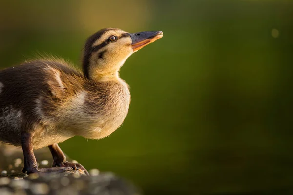 Doğadaki Genç Ördek Portresi — Stok fotoğraf