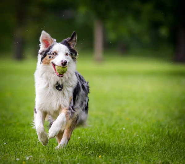 Australiska Shepherd Parken — Stockfoto