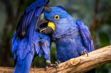 Doğadaki sümbül portresi.