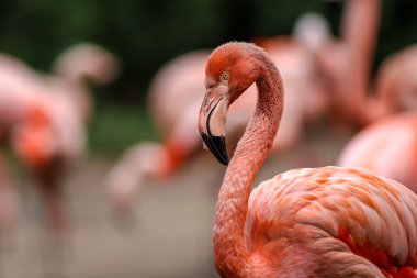 Doğa parkında pembe flamingo portresi