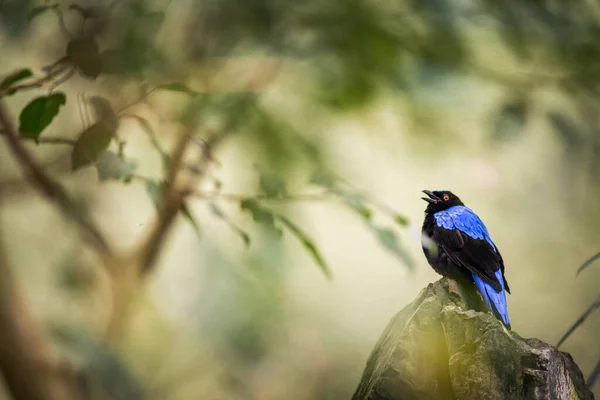 Asiático Hada Bluebird Retrato Naturaleza — Foto de Stock