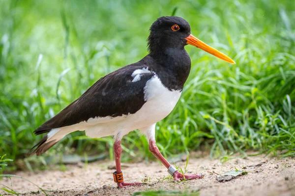 Oystercatcher Portrait Nature Park — Stock Photo, Image