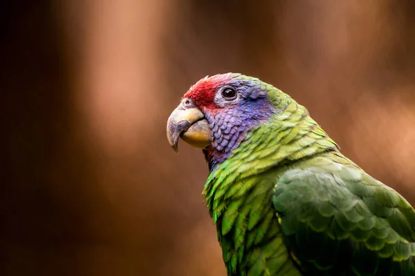 Rödstjärtad Papegoja Naturen — Stockfoto