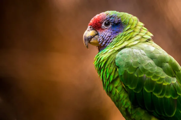 Red Tailed Parrot Nature — Stock Photo, Image